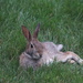 one relaxed rabbit by amyk