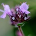 Purple Flower by motherjane