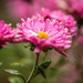 Chrysanthemum by kph129