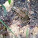 toad in the garden . . .  by wiesnerbeth
