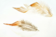 6th Sep 2015 - 2015-09-06 feathers