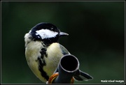 6th Sep 2015 - Great Tit