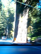 2nd Sep 2015 - driving in redwoods