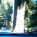 driving in redwoods by pandorasecho