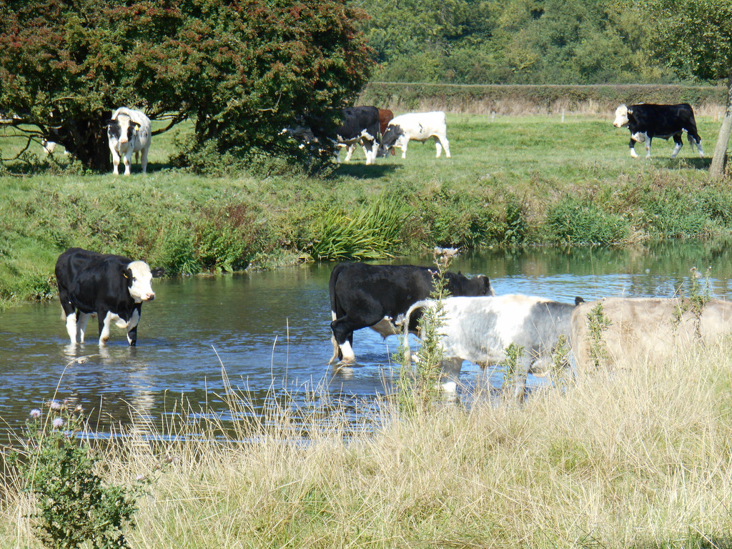 Cattle cooling off in the river.....  by snowy