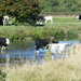Cattle cooling off in the river.....  by snowy