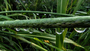 6th Sep 2015 - Reflections in the Drops