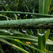 Reflections in the Drops by milaniet