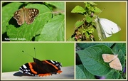 6th Sep 2015 - A collection of butterflies