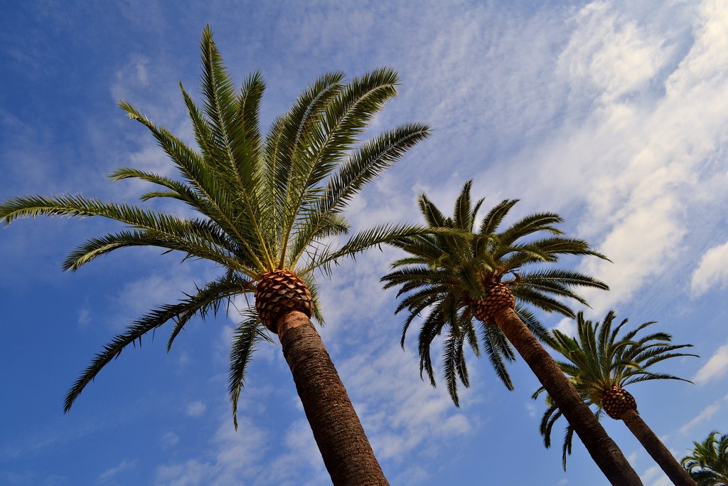 Palm trees by tomdoel
