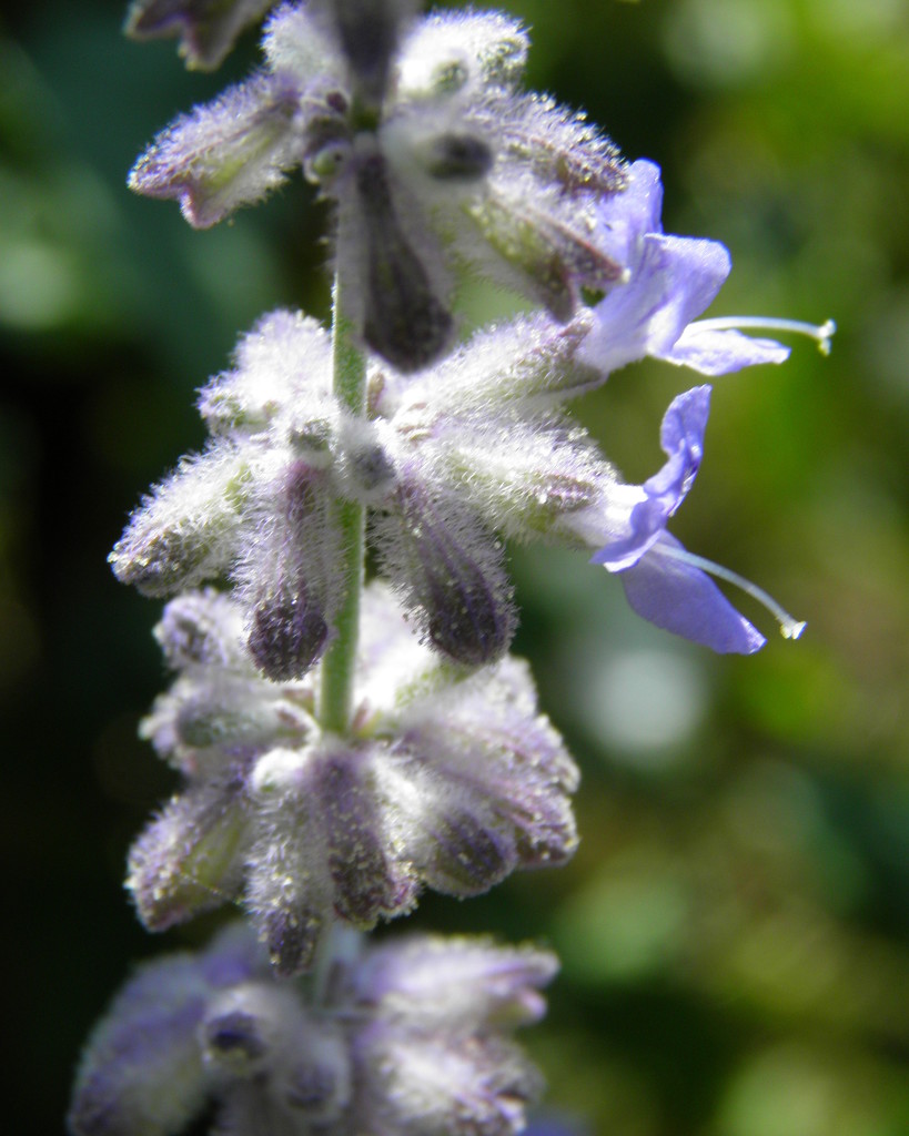 Russian Sage by daisymiller