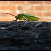 Bug. by jokristina