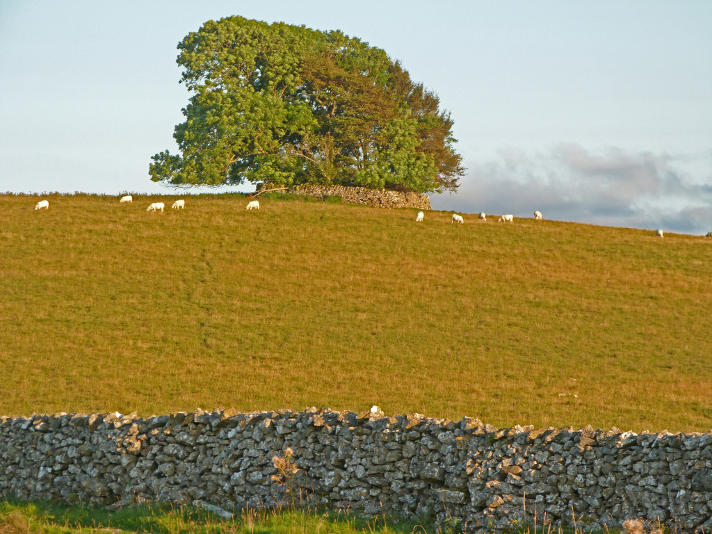 Trees on top of the hill by shirleybankfarm
