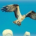 Osprey Out! (Day @ The Lagoon I) by elatedpixie