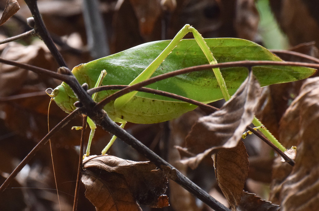 Bush Cricket in the bushes by rickster549