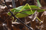 6th Sep 2015 - Bush Cricket in the bushes