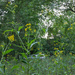 field of yellow flowers by randystreat