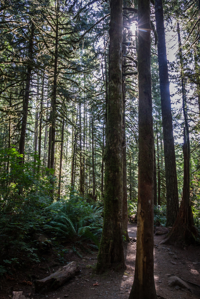 Woody Trail @ Wallace Falls State Park  by jbritt
