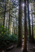 27th Aug 2015 - Woody Trail @ Wallace Falls State Park 