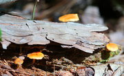 6th Sep 2015 - fungus season