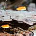 fungus season by amyk