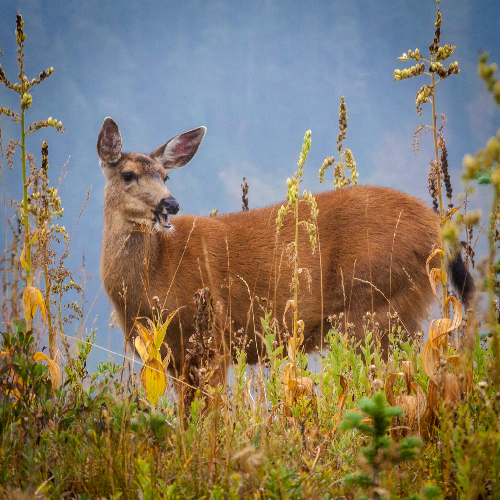 Deer near Paradise Lodge  by jbritt