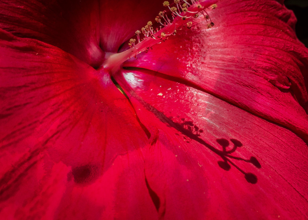 Hibiscus Composite by jbritt