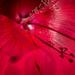 Hibiscus Composite by jbritt