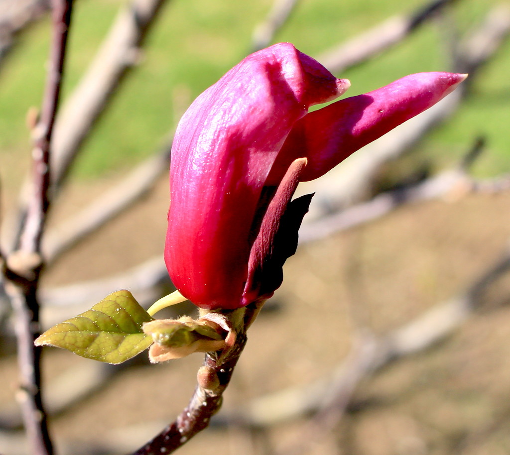 Magnolia bloom by kiwinanna