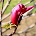 Magnolia bloom by kiwinanna