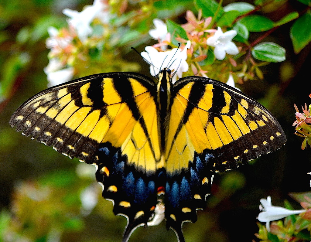 Tiger Swallowtail.   This magnificent butterfly was photographed at Magnolia Gardens, Charleston, SC by congaree