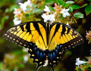 7th Sep 2015 - Tiger Swallowtail.   This magnificent butterfly was photographed at Magnolia Gardens, Charleston, SC