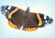 7th Sep 2015 - Red Admiral.