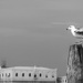 mettere il piede destro : gull dancing by ltodd