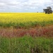 Tricolour canola field by pusspup
