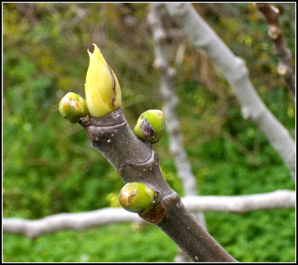 Buds are bursting by cruiser