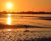 7th Sep 2015 - Seagull at Sunset DSC_9385
