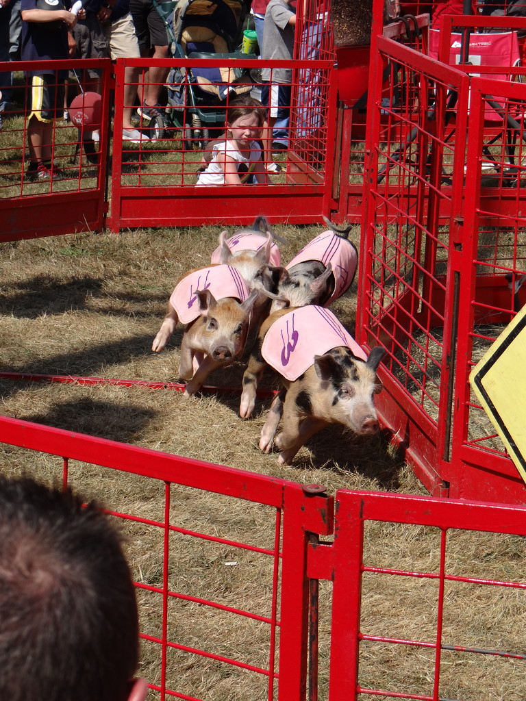 Pig Races at the Fair by brillomick