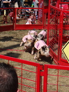 4th Sep 2015 - Pig Races at the Fair