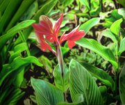 5th Sep 2015 - Rainforest Flower