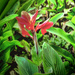Rainforest Flower by joysfocus