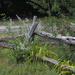 Cedar Fence by selkie