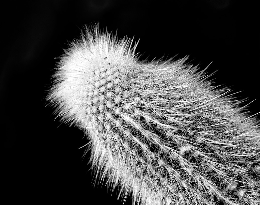 Prickles B and W  by jgpittenger