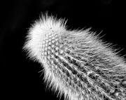 7th Sep 2015 - Prickles B and W 