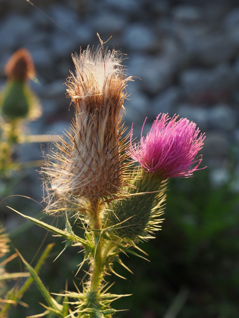 Two Stages of Thistle by selkie