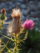 6th Sep 2015 - Two Stages of Thistle