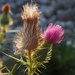 Two Stages of Thistle by selkie