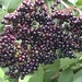 Elderberries  by cataylor41