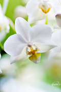 7th Sep 2015 - Orchid