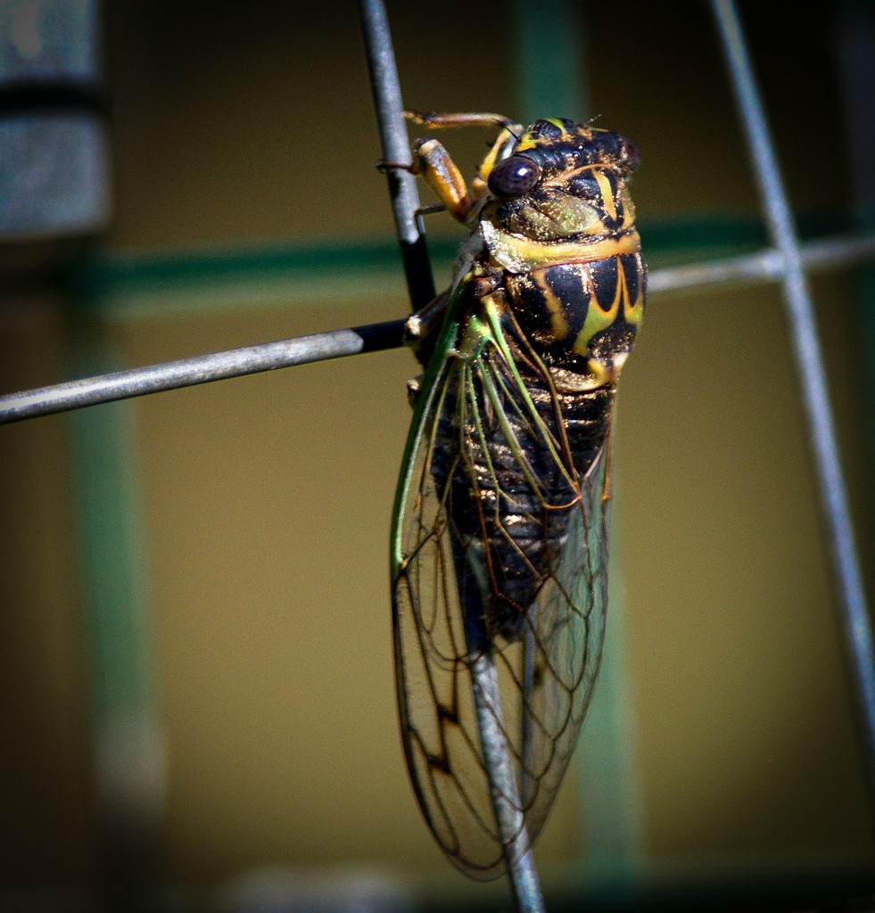 Dog-day Cicada by berelaxed
